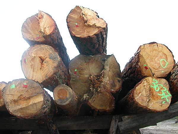 Tartak - Zawsze tanie drewno, solidna usuga, Warszawa transport 